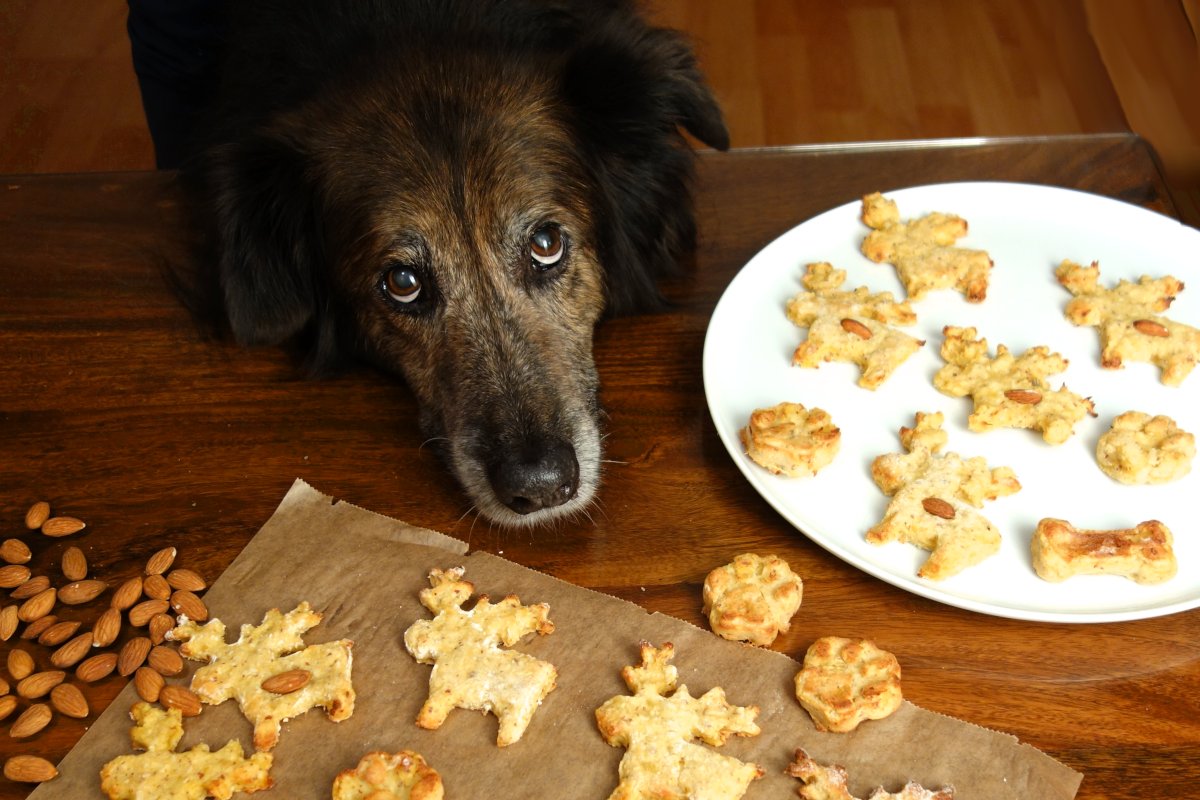 Weihnachts-Plätzchen für Hunde – Rezept zum selber machen