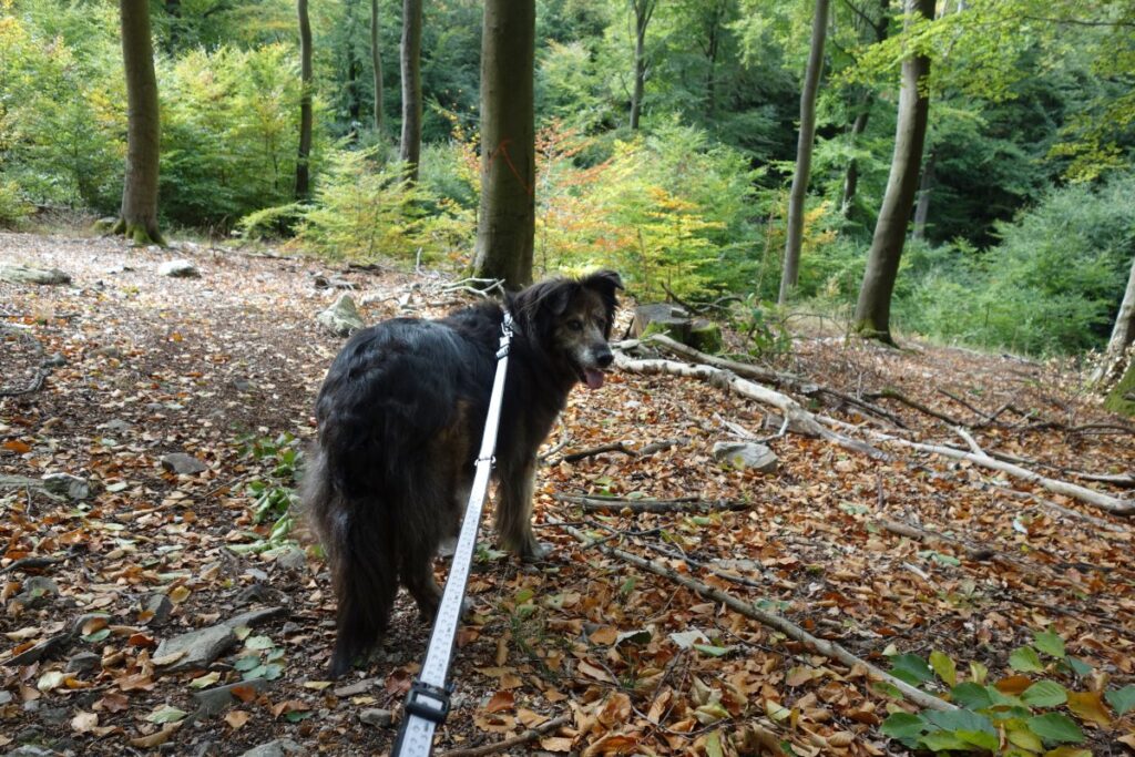 Wandern mit Hund Ausrüstung Liste