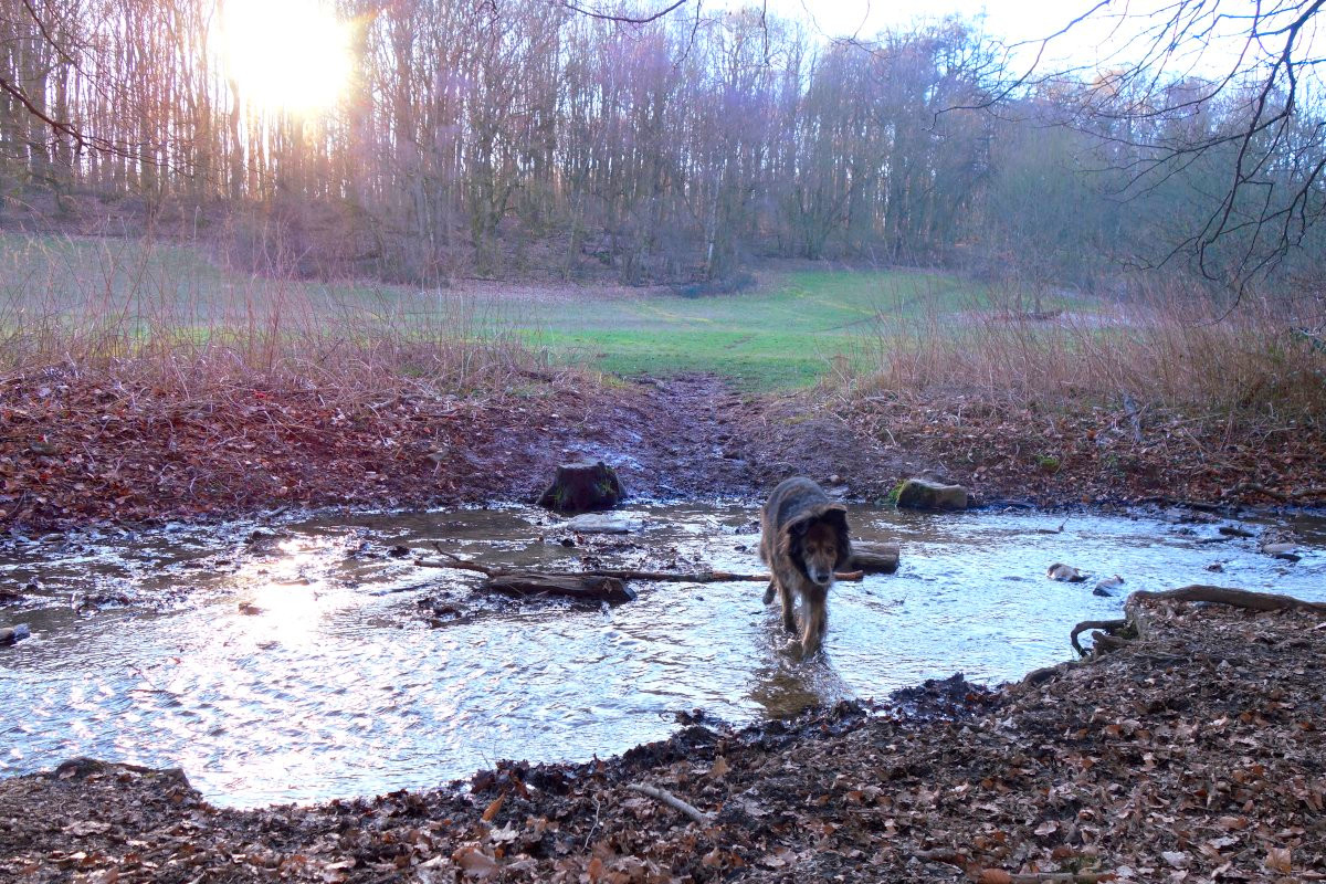 Wandern mit Hund Ausrüstung Checkliste