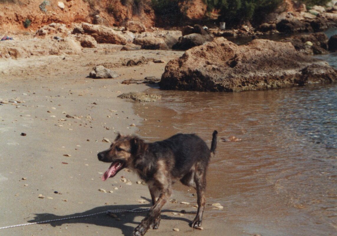 Wie gewöhne ich Welpe an Hundehalsband